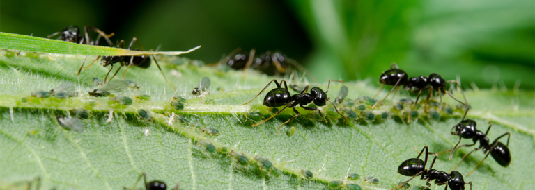 Ameisen im Garten So werden Sie die kleinen Insekten los