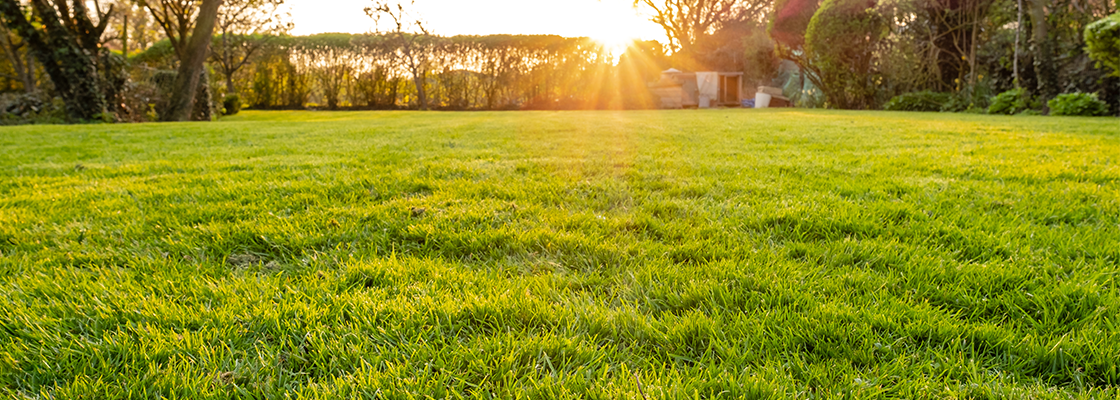 Grüne Wiese mit Sonnenuntergang