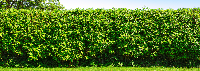 Heckenarten Die schönsten für Ihren Garten Garten Bronder Ratgeber