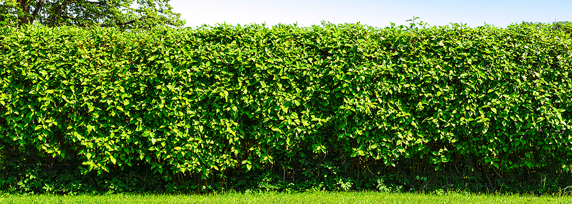 Hecke im Garten