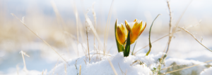 Eine Knospe blüht aus Schnee hervor