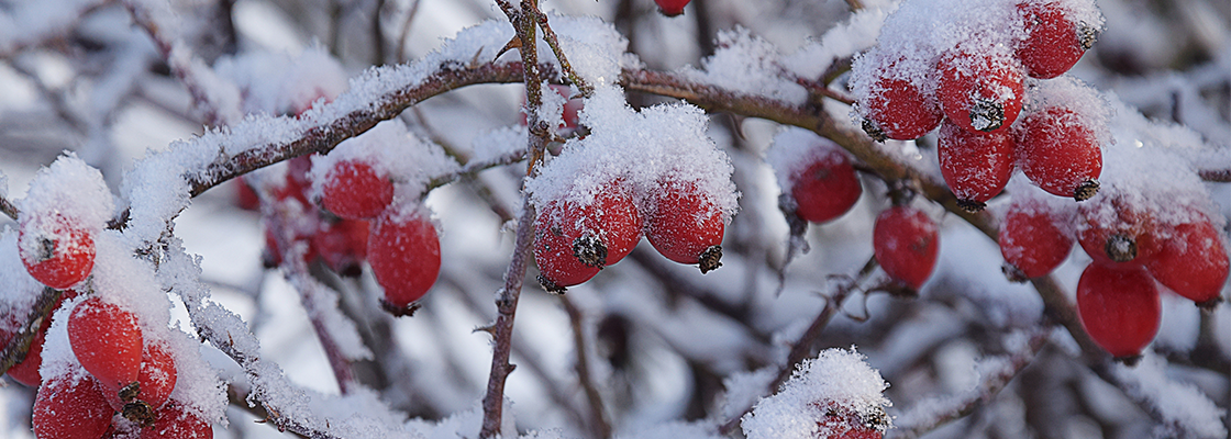 Eine rote Pflanze mit Schnee bedeckt