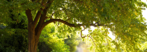 Ein großer Baum in grüner Umgebung