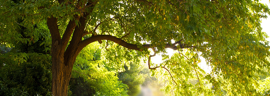 Ein großer Baum in grüner Umgebung