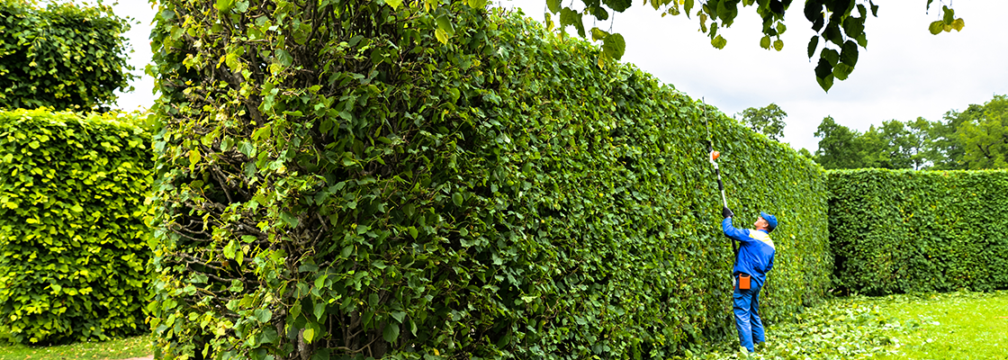 Immergrüne Hecke: Die besten Heckenpflanzen für den Garten