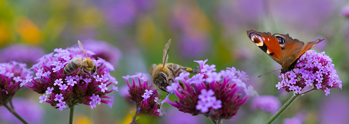 Bienen und Schmetterling auf einer lila Blume