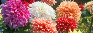 Die Blüten verschiedenfarbiger Dahlien aneinandergereiht