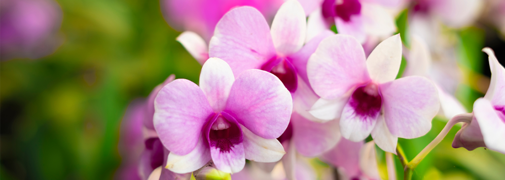 Nahaufnahme von einer rosafarbenen Orchidee