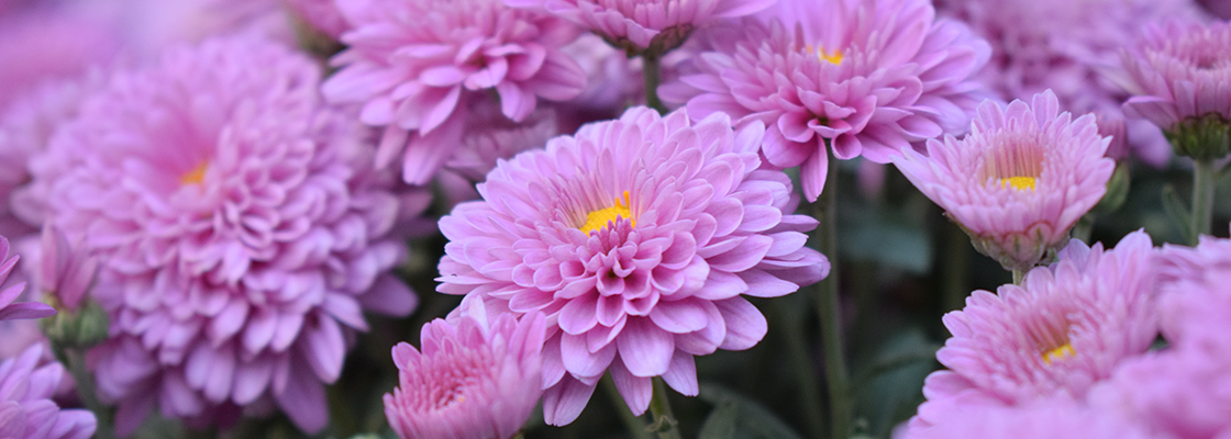 Nahaufnahme von einem lilanem Chrysanthemen Beet