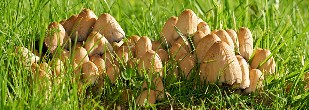 Kleine Pilze ragen aus der Wiese heraus