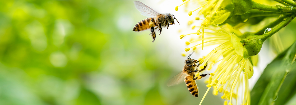 Flying Honigbiene sammeln Pollen bei gelber Blume.Biene fliegt über die gelbe Blume auf unscharfem Hintergrund