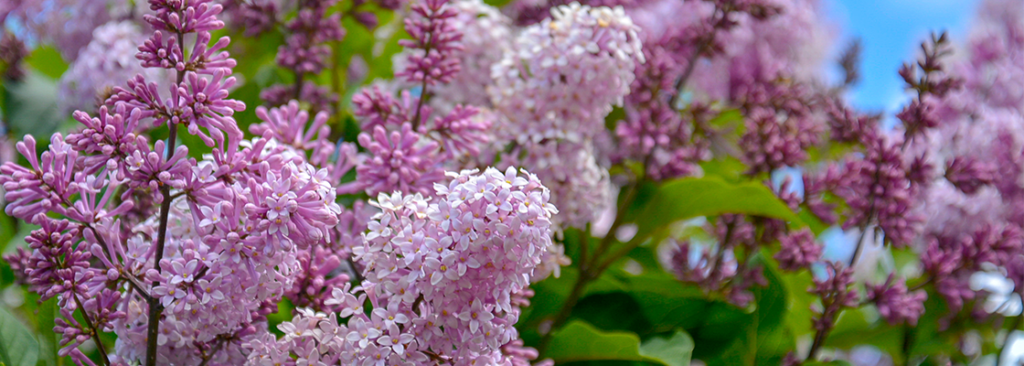 Sankt Petersburg Russland 25. Juni 2017. blassrosa-violette Farbe von lila Blumen. Graue violette, rosafarbene und weiße Blüten auf unscharfem Hintergrund