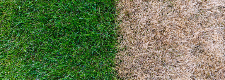 Verbrannter Rasen so wird er wieder grün Garten Bronder Ratgeber