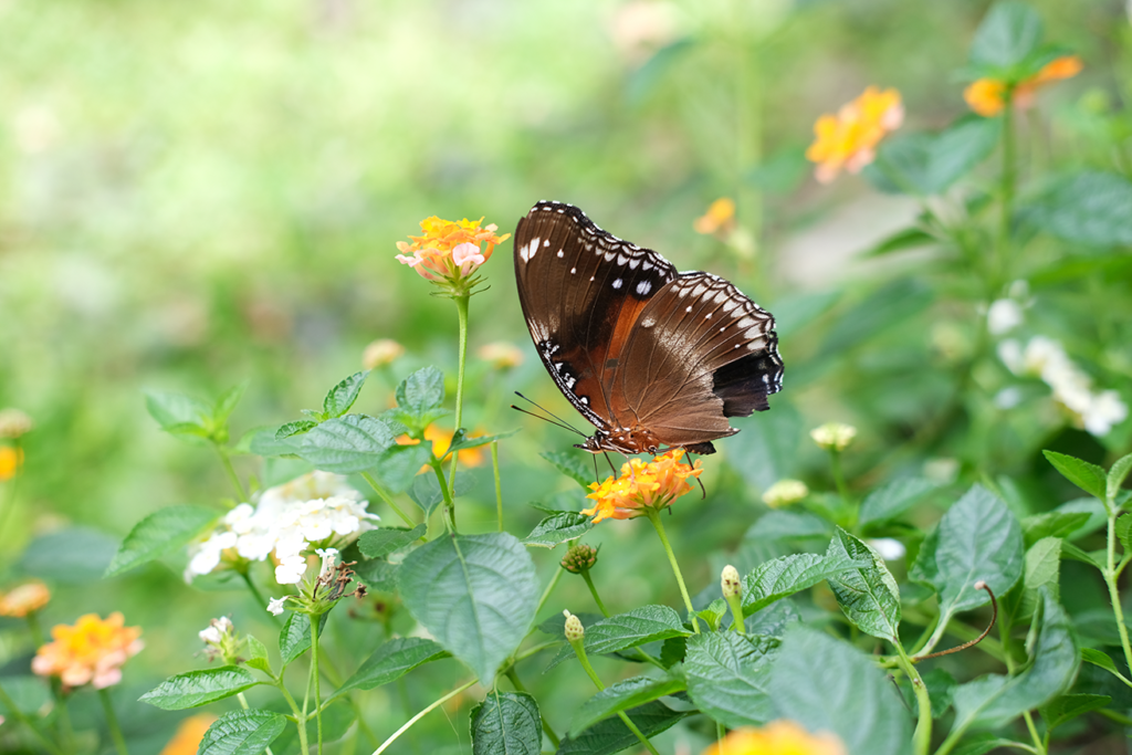 Schöner Schmetterling in kleinen gelben Blumen. Detaillierte Nahaufnahme