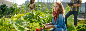 Freundliches Team, das frisches Gemüse aus dem Garten auf dem Dach erntet und die Erntezeit auf einem digitalen Tablett plant