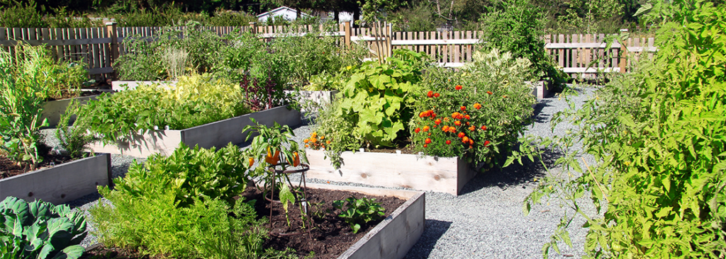 Gemüsegarten der Gemeinschaft, die Bohnen, Kalk, Karotten, Paprika, Tomaten und mehr anbauen.