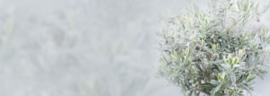 Kleiner vereister Olivenbaum in grauem Nebel auf einer Terrasse. Abstrakter Winterhintergrund mit kurzer Tiefe und Platz für Text. Nahaufnahme.