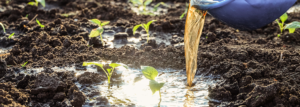 Bewässerung mit Düngemitteln für junge Gemüseaufnahmen. Pfeffersäder auf offenem Hintergrund. Düngende Böden.