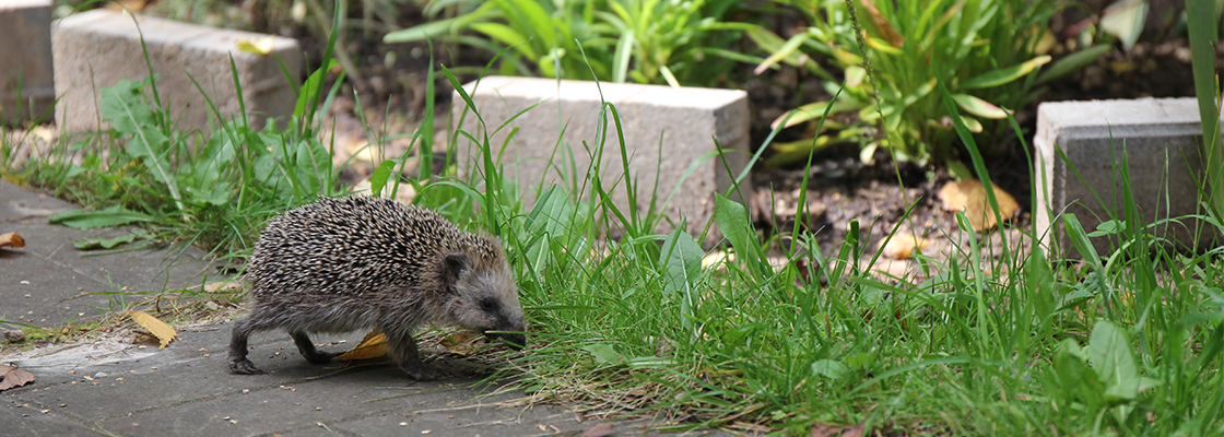 Ein kleiner grauer stacheliger Igel geht in einem Garten auf Gras und Steinen spazieren