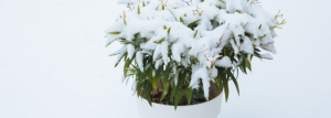 Oleander im Kübel mit Schnee bedeckt