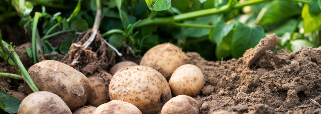 Frische organische Kartoffeln auf dem Feld, Ernte von Kartoffeln aus dem Boden.