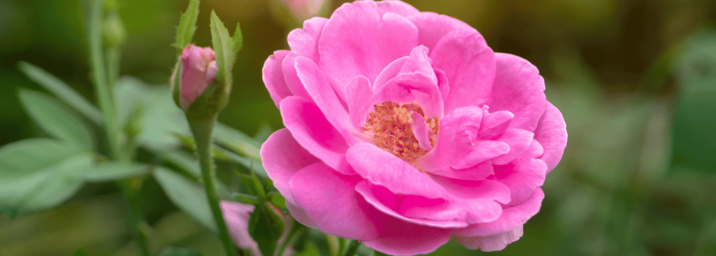 Nahaufnahme Rosenblume, rosafarbene Damast, unscharfer Hintergrund.