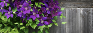 violette Klemmenblumen und Holzputz