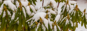 Schöne Aussicht auf einen schneebedeckten Rhododendron. Wintertag. Schöner Winterhintergrund.