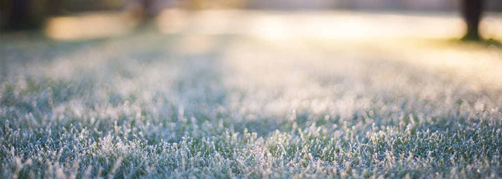 Frostes Gras auf unscharfem Bokeh-Hintergrund