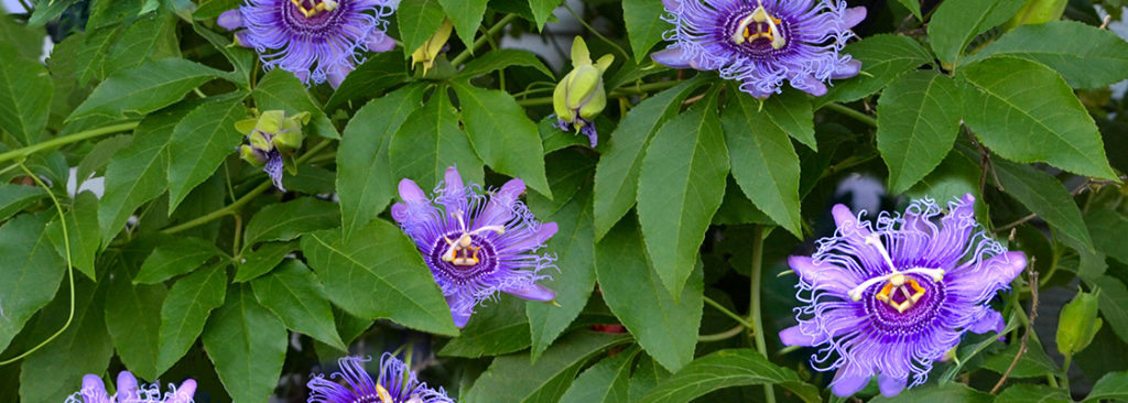 Maypop-Blumen auf dem Weinberg