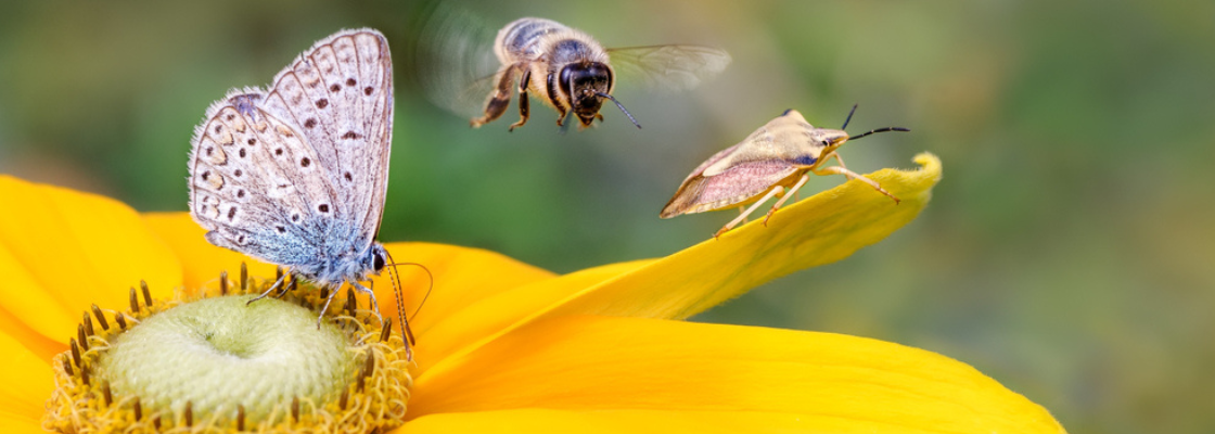 Biodiversität von Insekten auf Blume, ein Schmetterling, ein gemeinsamer blauer Polyommatus icarus, eine Biene Anthophila im Flug und ein Schildkäfer Carpocoris fuscispinus auf einer gelben Rudbeckie