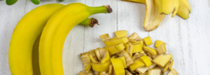 Organischer Dünger aus Bananenschalen. Zwei Bananen und Bananenschalen