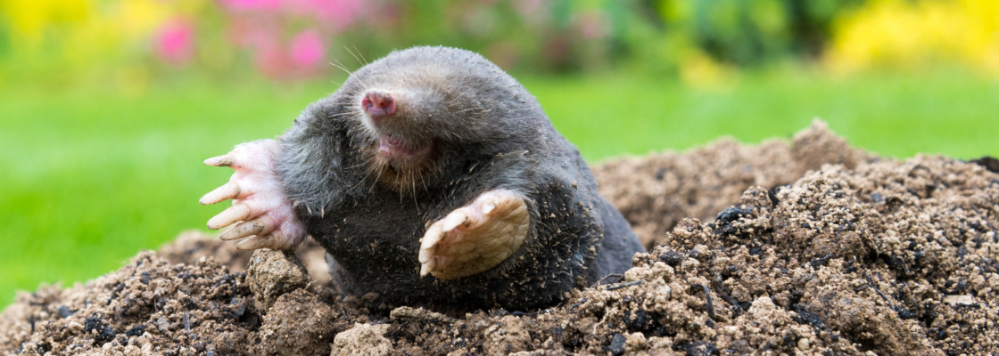 Maulwurf kommt aus der Erde. Verschwommenes Grün und Pinke Blumen im Hintergrund.