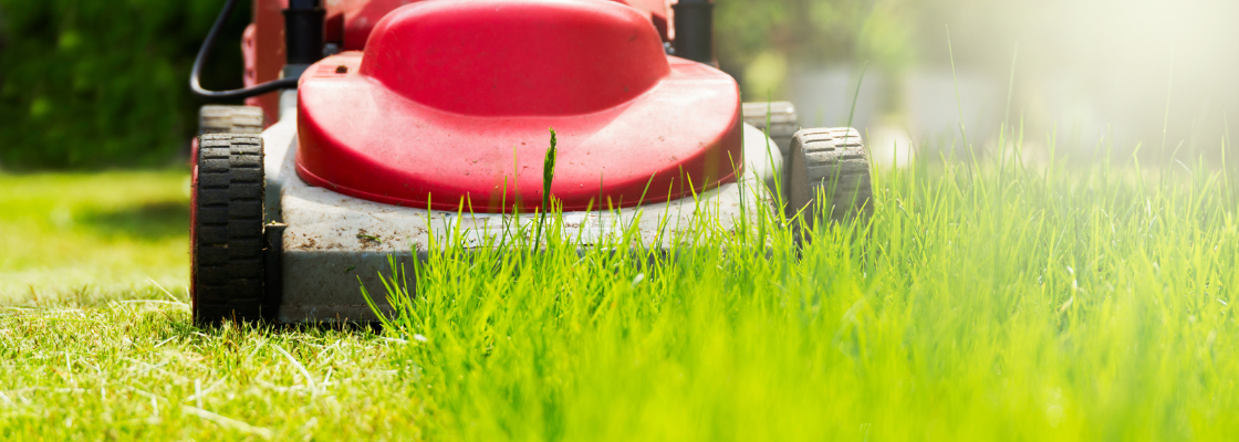 Sommer oder Frühling Saison, roter Rasenmäher im Garten, Rasen zur Hälfte gemäht.