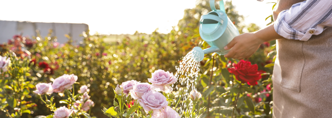 Nahaufnahme von Frau, die Rosenbüsche im Freien gießt.