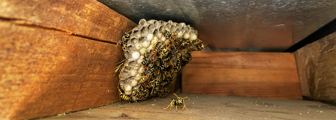 Wespennest unter einem Dach - zwischen Blech und Holz.