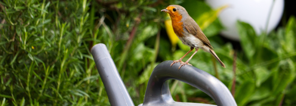 Vogel auf Gießkanne.