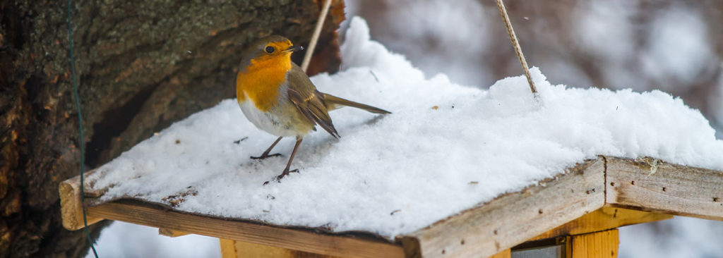 So machen Sie Ihren Garten fit für Wintervögel