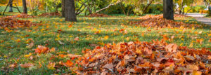 Laub im Garten