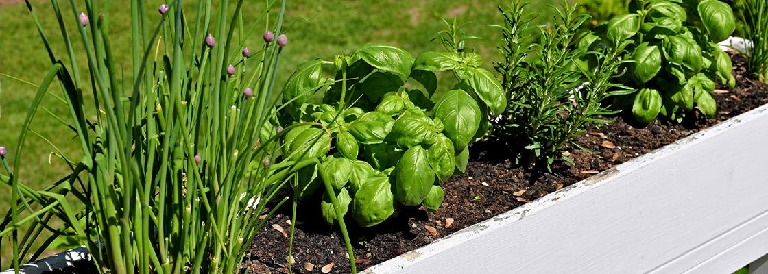 Gemuesepflanzen-fuer-Anfaenger-Dieses-Gemuese-waechst-garantiert-in-jedem-Garten