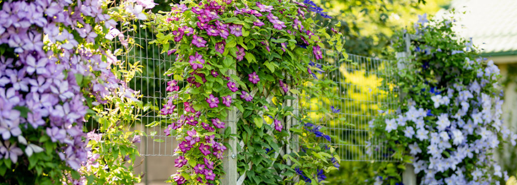 © MNStudio/Shutterstock.com Kletterpflanzen im Garten - Welche Rankhilfe passt zu welcher Pflanze