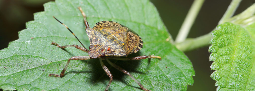 © SAI A.D.A/Shutterstock.com Neue Schädlinge im Garten - Was Sie gegen diese Insekten tun können