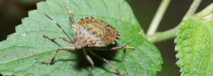 Neue Schädlinge im Garten - Was Sie gegen diese Insekten tun können