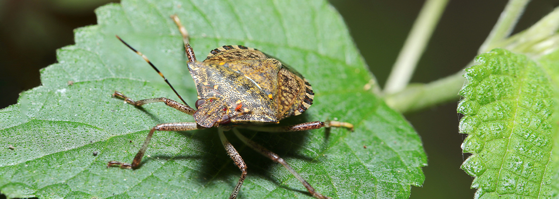 Neue Schädlinge im Garten - Was Sie gegen diese Insekten tun können