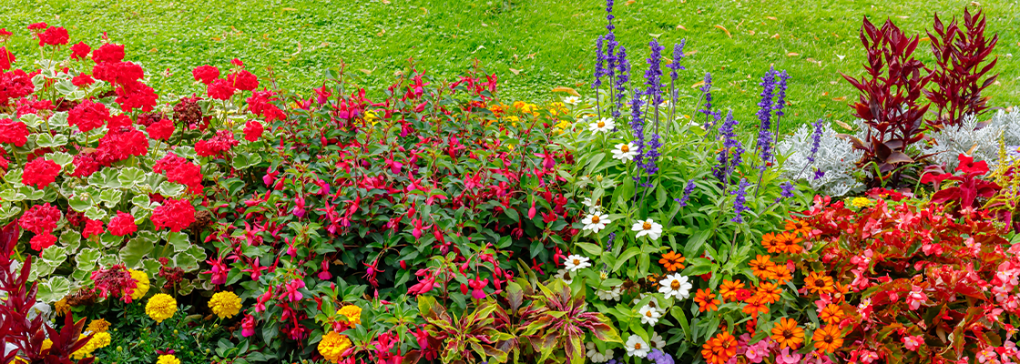 Immer blühender Garten mit den passenden Pflanzen - So blüht Ihr Garten das ganze Jahr