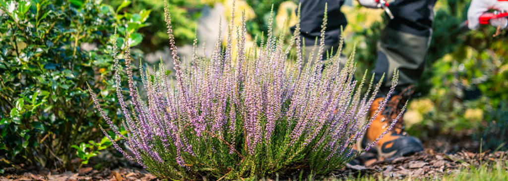 Pflanzenwahl im Sommer: Diese Pflanzen überstehen auch Hitze und Trockenheit