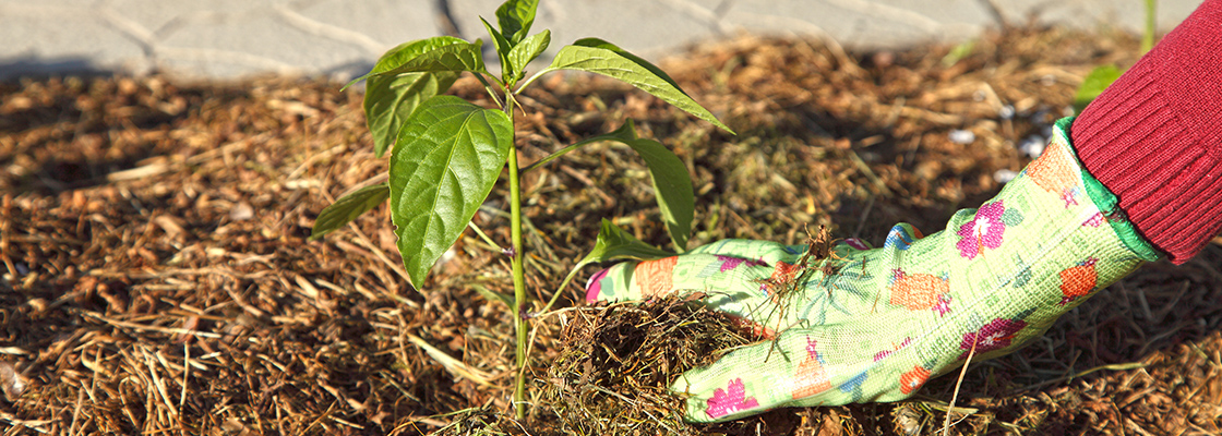Gartenpflege mit System: Die Lasagne-Technik - So gelingt der Schichtaufbau für eine reiche Ernte