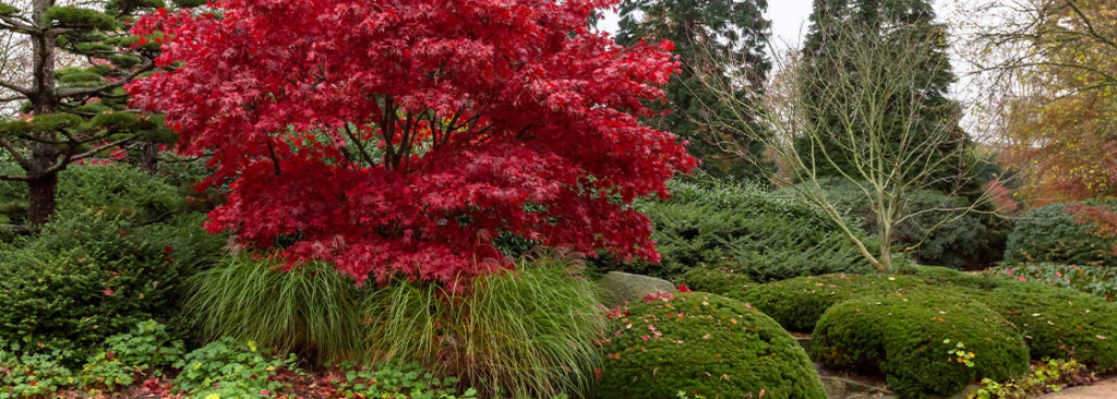 © Suratn-Sridama/Shutterstock.com Indian Summer zelebrieren - So holen Sie sich den Farbenrausch mit passenden Pflanzen in Ihren Garten