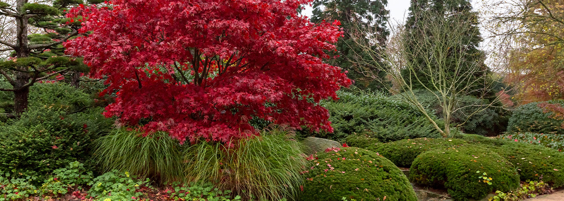 Indian Summer zelebrieren - So holen Sie sich den Farbenrausch mit passenden Pflanzen in Ihren Garten