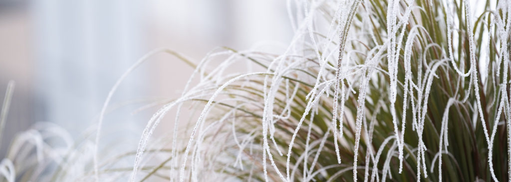 Ganzjährig attraktiv - Stauden und Gehölze mit besonderem Winteraspekt